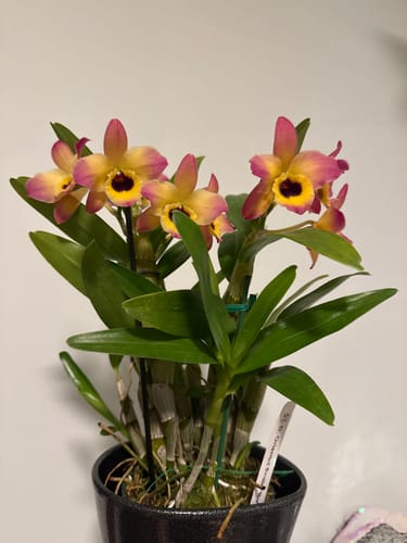 Customer photo review of Houseplant Pest Spray