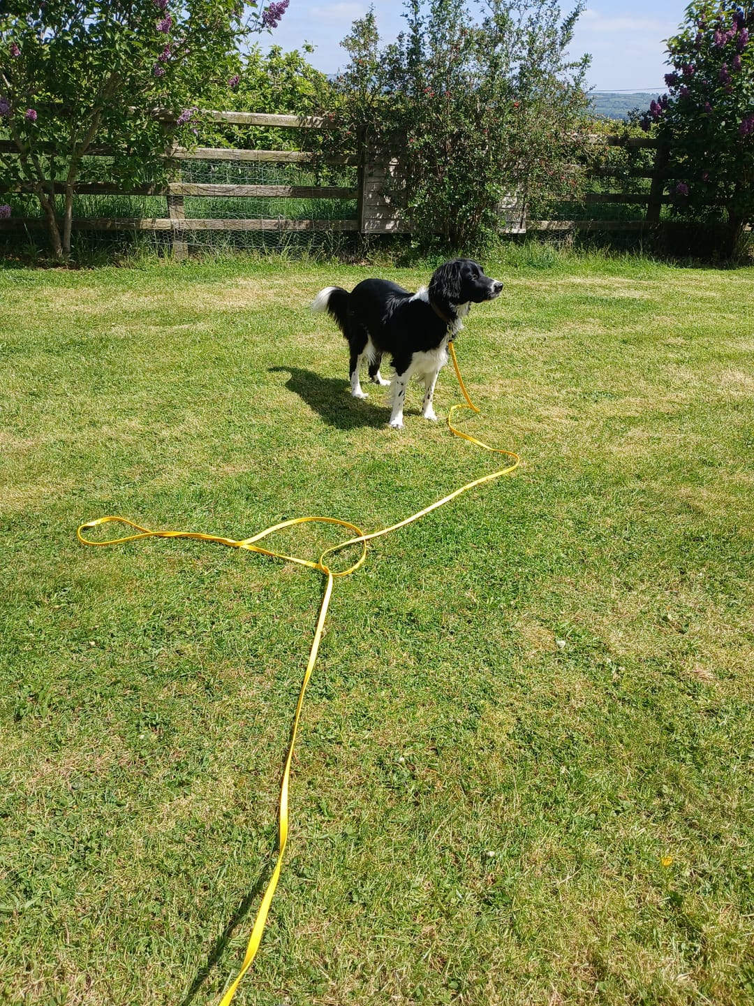 Customer photo review of Waterproof Longline Dog Lead
