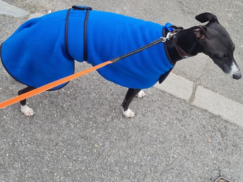 Customer photo review of Sighthound House/Kennel Fleece Coat
