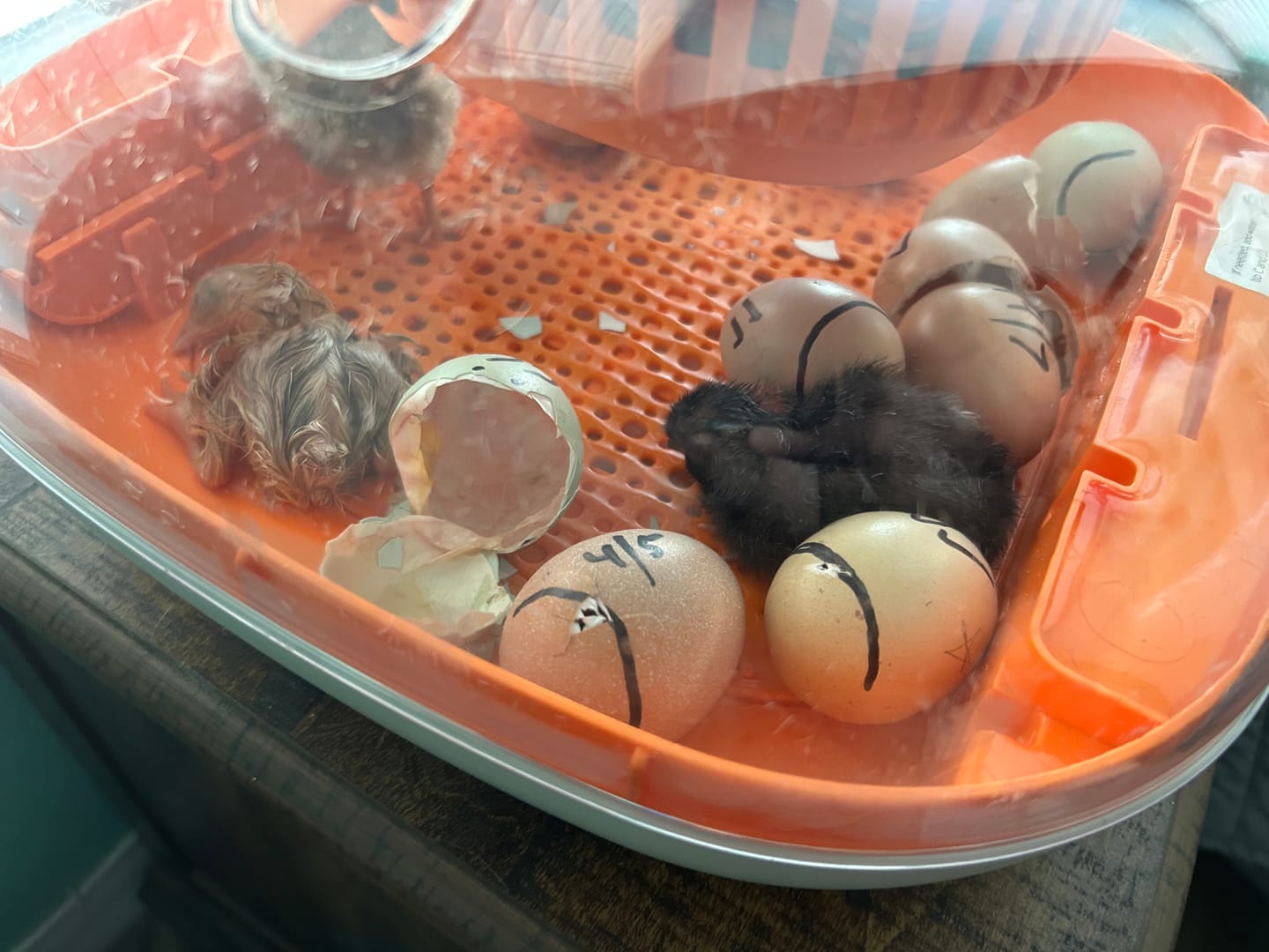 Customer photo review of Egg Incubator -25 Egg Capacity