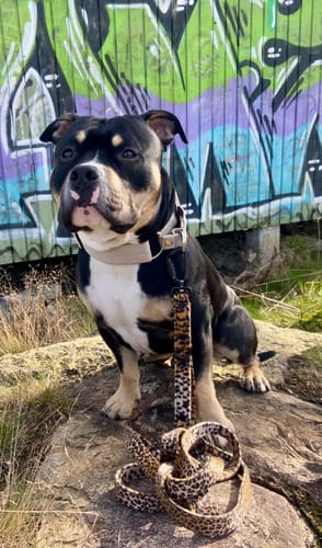 Customer photo review of Multileash Leopard - Multifunktionellt