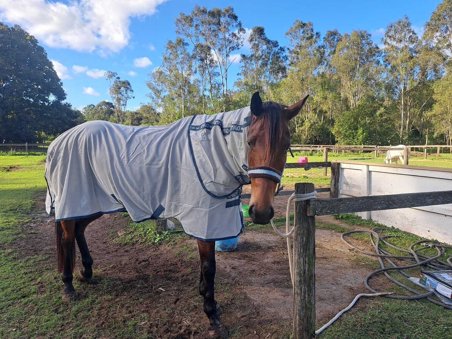 Customer photo review of AmEco Bug Rug