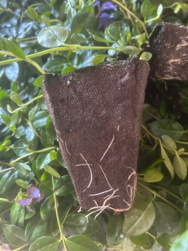Customer photo review of Creeping Myrtle Vinca