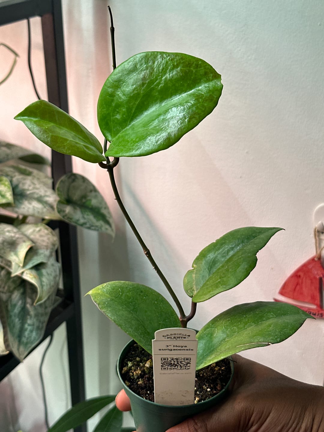 Customer photo review of Hoya surigaoensis