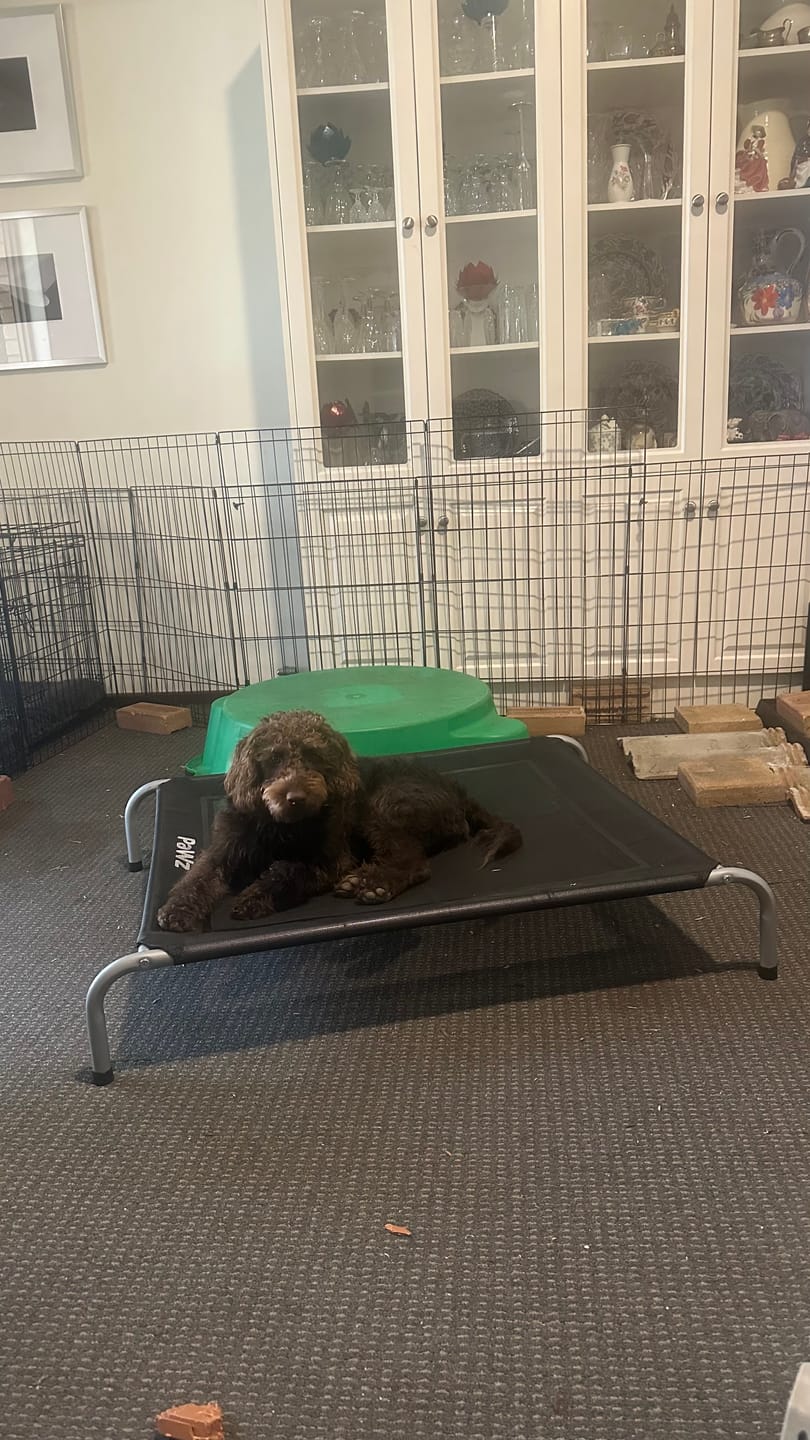 Customer photo review of Pawz Outdoor Dog Bed - Pet Trampoline