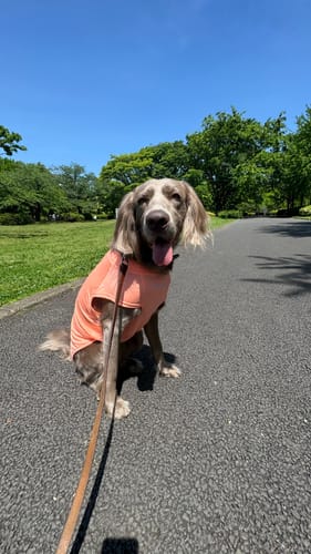 Customer photo review of Sunblock Dog T-Shirts
