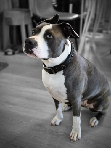 Customer photo review of Hand Made Leather Dog Collar - Ruthless Black & Black (Slim Fit)