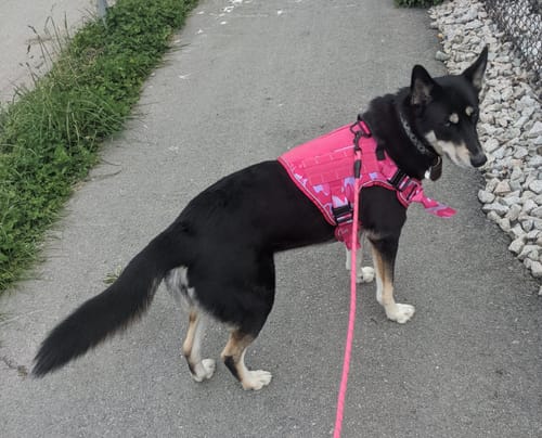 Customer photo review of NEW Upgraded Tactical No-Pull Team K9™ Dog Harness with 4 Quick-Release Metal Buckles, Reinforced Front & Back D-Rings, Hook & Loop Panels, Adjustable Straps, Reflective Strips, & Top Handle