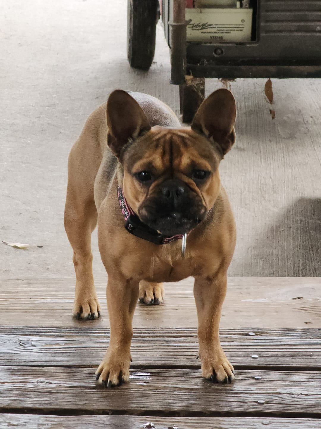 Customer photo review of Canine NutriGreens