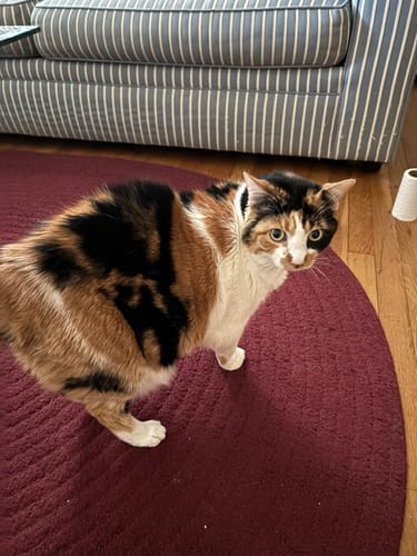 Customer photo review of GCP Flea & Tick Natural Defense for Cats - 100 Soft Chews