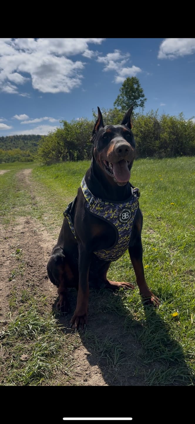 Customer photo review of Comfort Premium Harness | Non Restrictive - Lightning