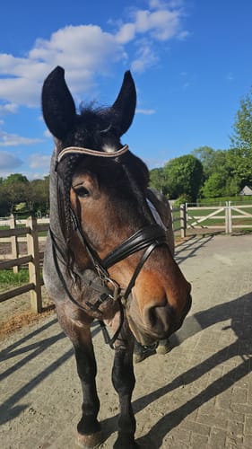 Customer photo review of Nasenriemen Black Venom