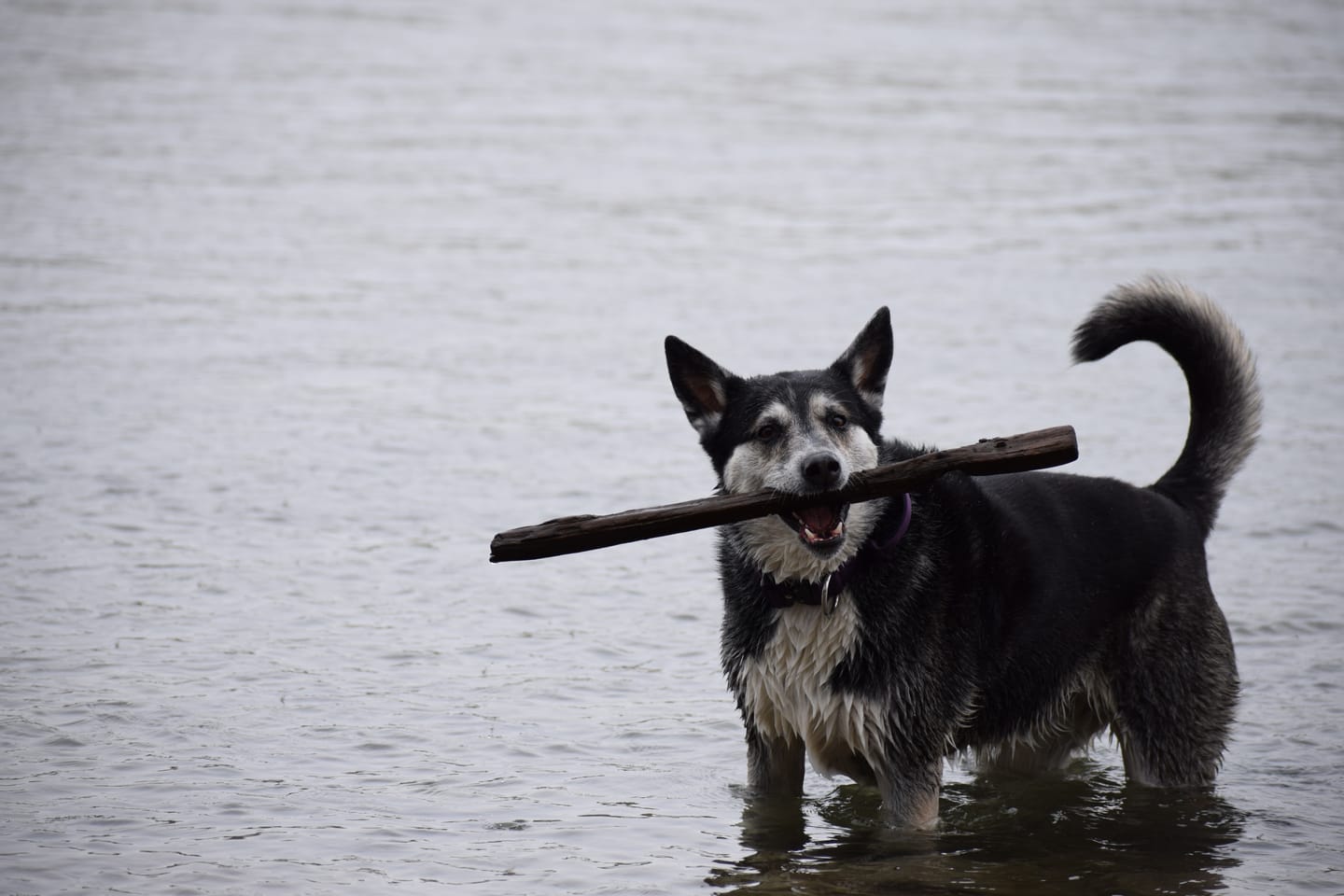 Customer photo review of 1.5" Tacti Slim Dog Collar - Grape