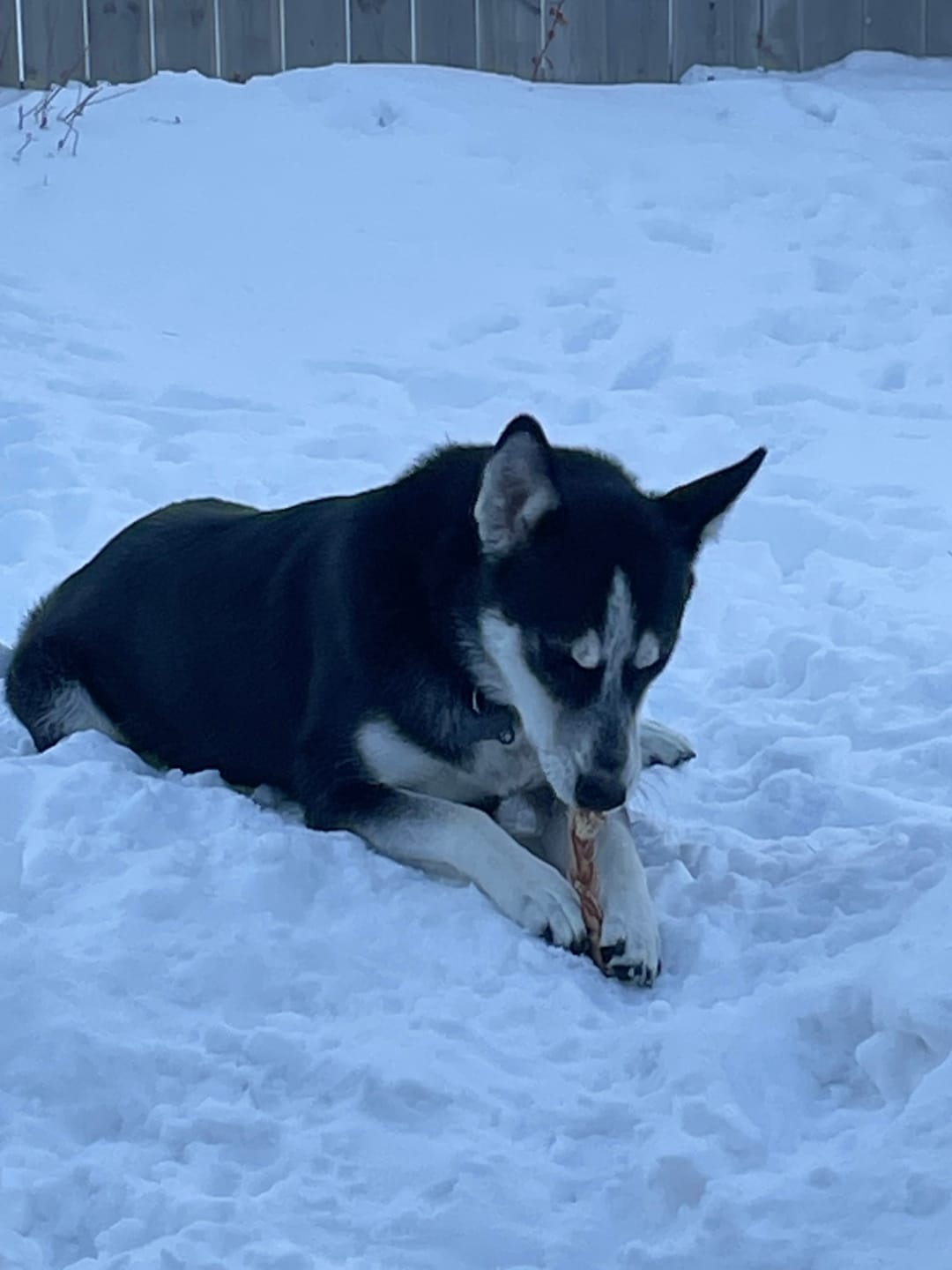 Customer photo review of 6 Inch Monster Braided Bully Stick