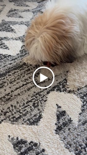 Customer video review of Smoked Beef Marrow Bone