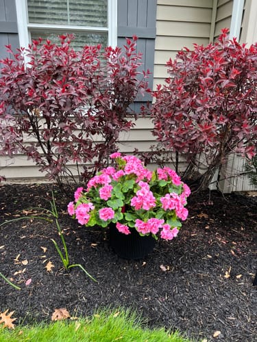 Customer photo review of Bulk 16.5 inches Tall Geranium Bush Faux Flowers UV Resistant for Outdoors and Indoors Wholesale