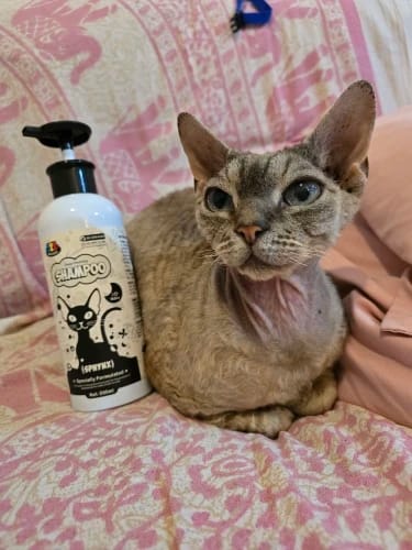 Customer photo review of 500ml Sphinx Cat Pet Shampoo Cat Shower Gel Canadian Body Wash-free Pet Cat Hairless Cat Special Body Wash-free To Control Oil