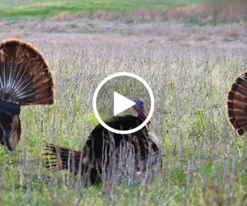 Customer video review of Turkey Decapper System