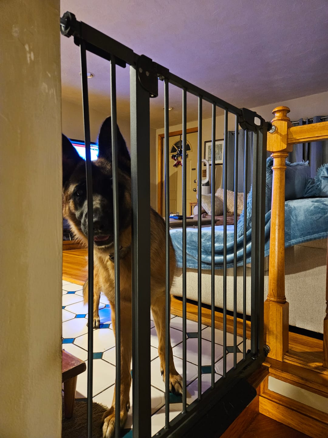Customer photo review of FairyBaby 30"/ 36.6" Tall Safety Gate, with Dual-Direction Swing and One-Way Setting Control