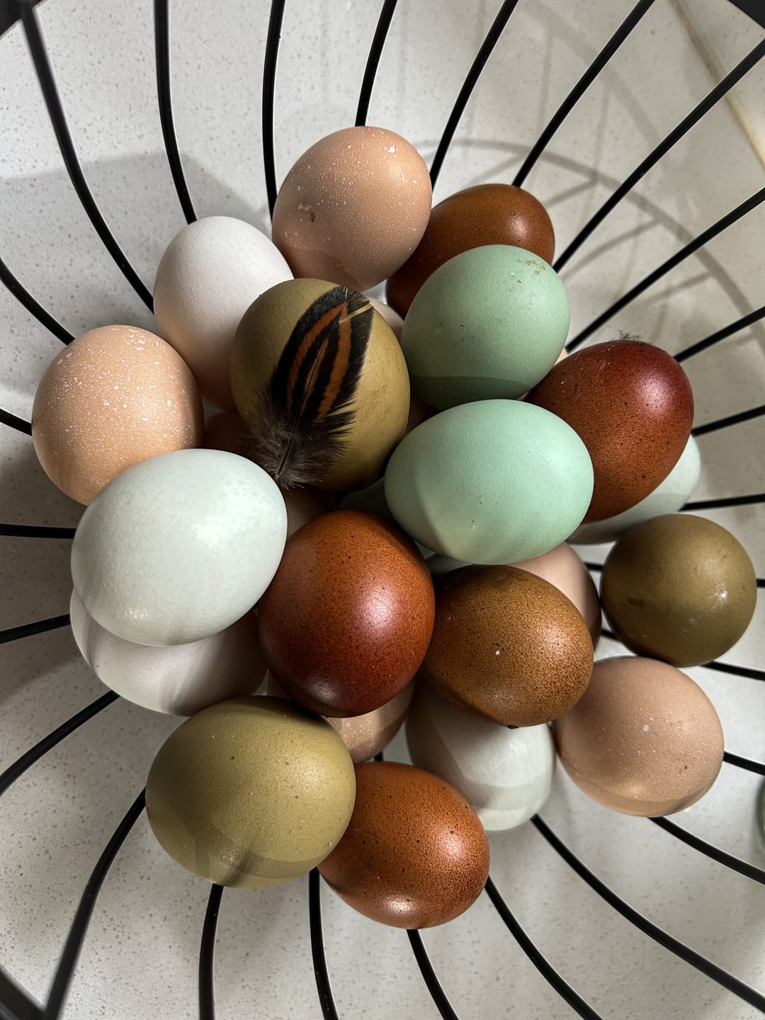 Customer photo review of Avi Plus Layer & Breeder (Supplement For Poultry, Ostriches, Emus & Pigeons)