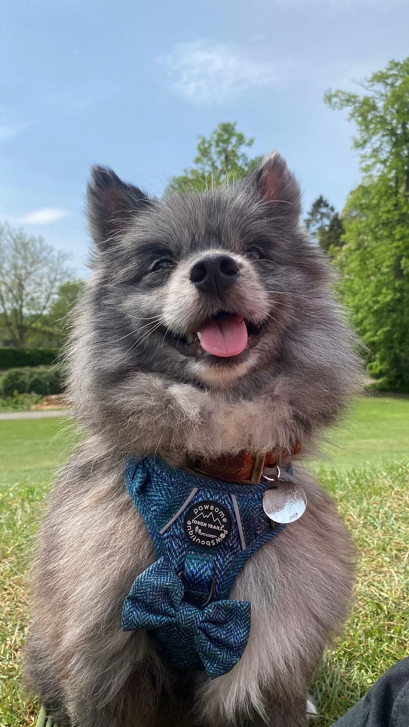 Customer photo review of Tough Trails™ Harness - Country Teal
