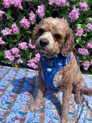 Customer photo review of Tough Trails™ Harness - Walkies Ready® Cornflower Blue