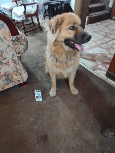 Customer photo review of Bravecto®