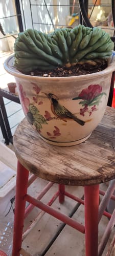 Customer photo review of Trichocereus Pachanoi Cristata | Crested San Pedro Cactus