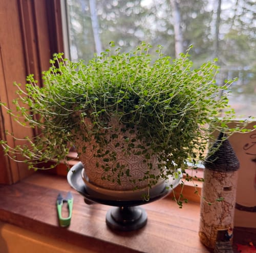 Customer photo review of Plant Food