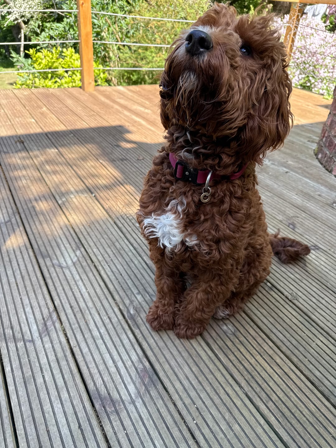 Customer photo review of 2.5cm Combat® Collar | With Handle & Rated Clip - Burgundy