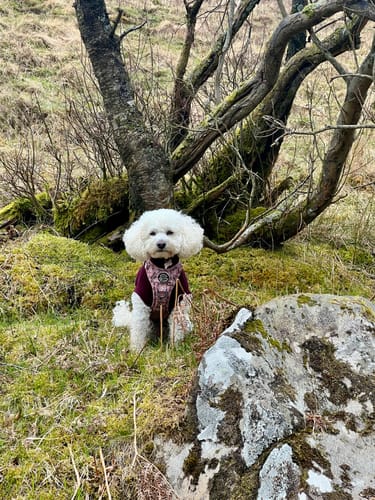 Customer photo review of Tough Trails™ Harness - Little Gigi