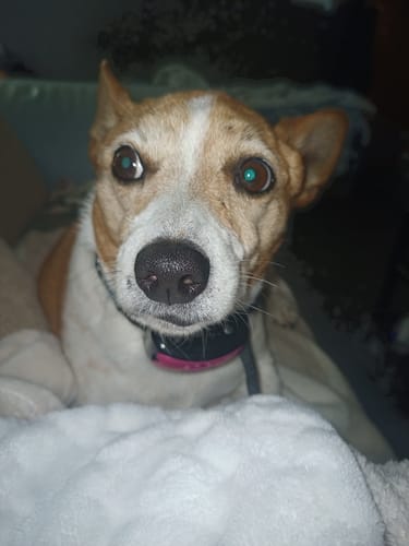 Customer photo review of Collier Anti Aboiement PuppySafe