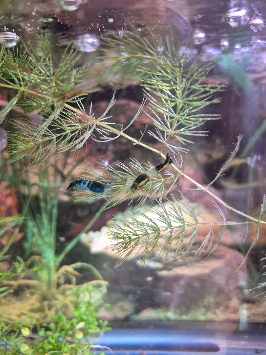 Customer photo review of Green Rili Shrimp