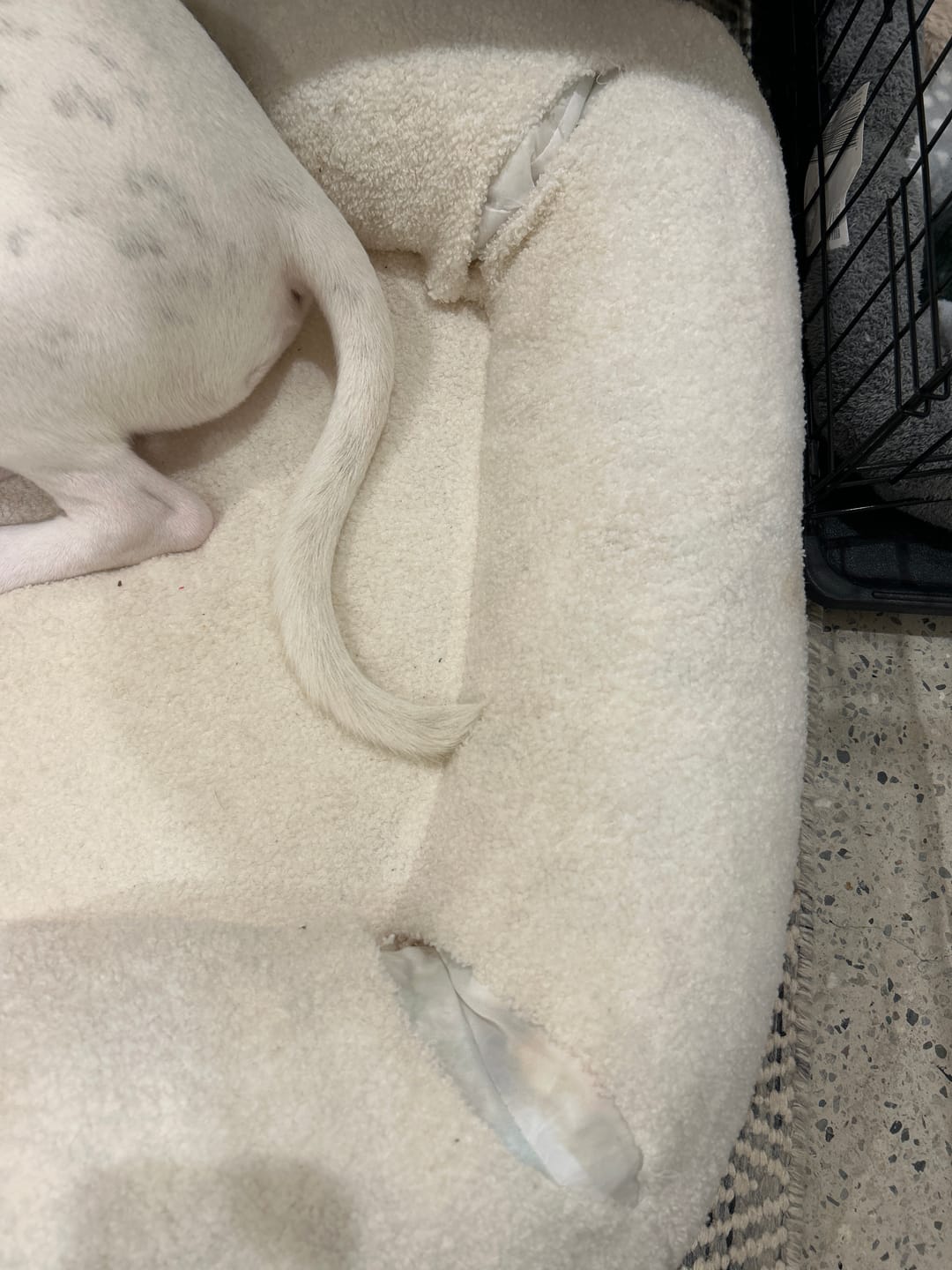 Customer photo review of PaWz Pet Boucle Bed for Dog & Cat
