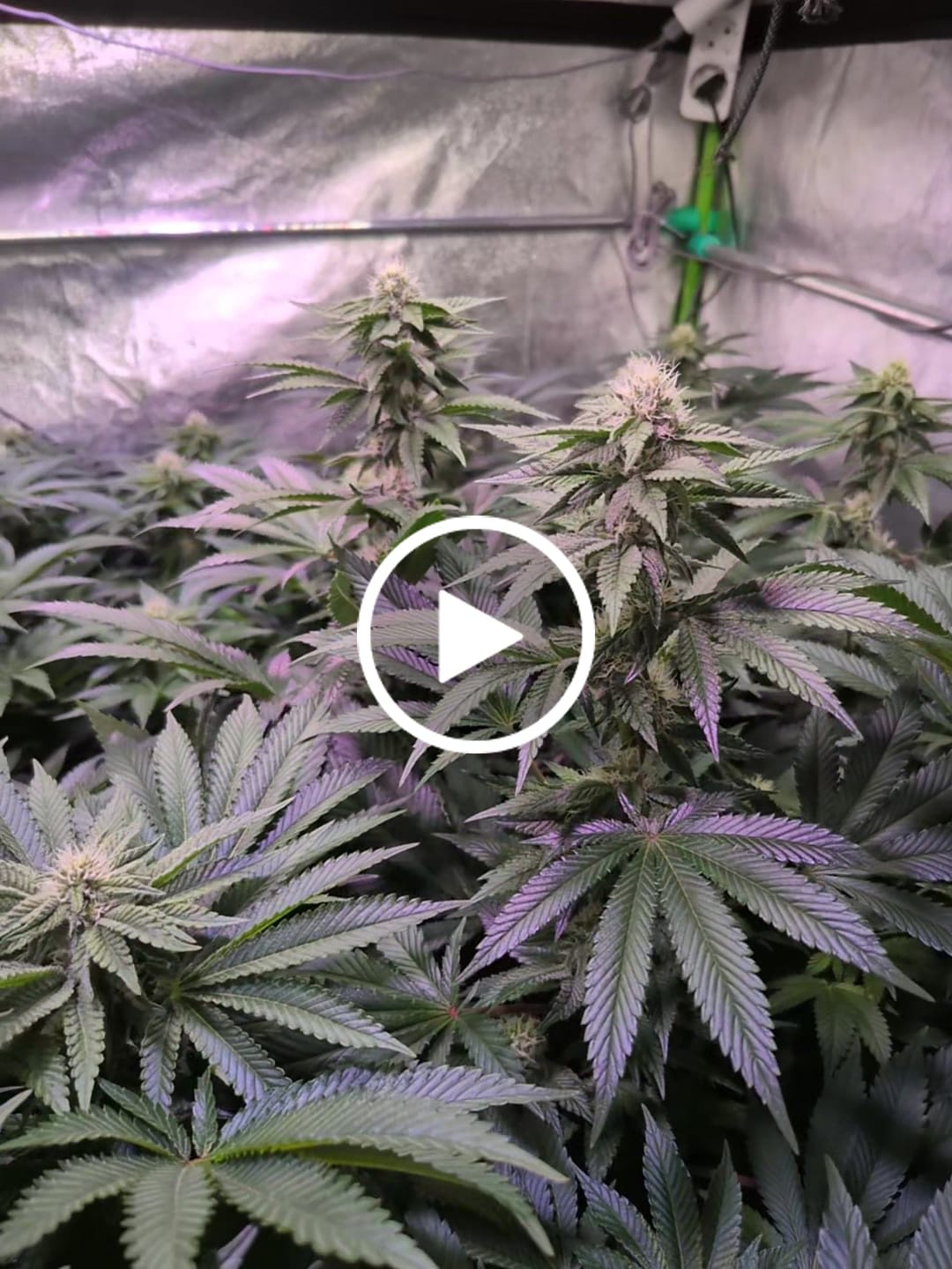 Customer video review of Girl Scout Cookies feminisierte Cannabissamen – Exklusives Cali Weed kaufen für den Eigenanbau