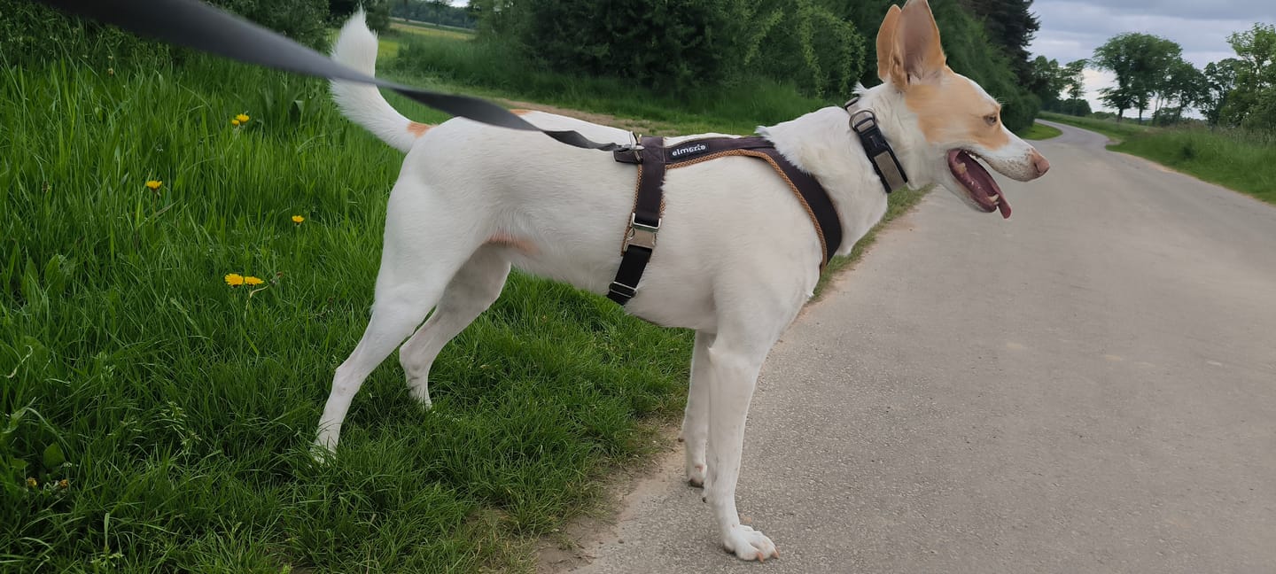 Customer photo review of Windhundgeschirr PRO "Toffee"