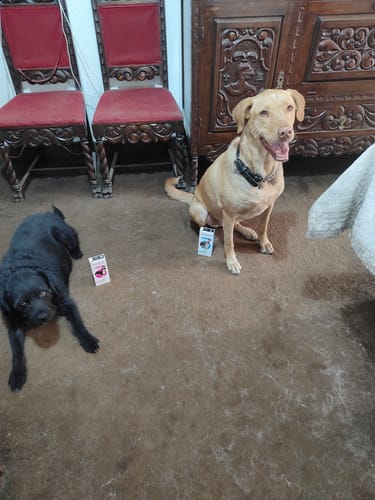 Customer photo review of Bravecto®