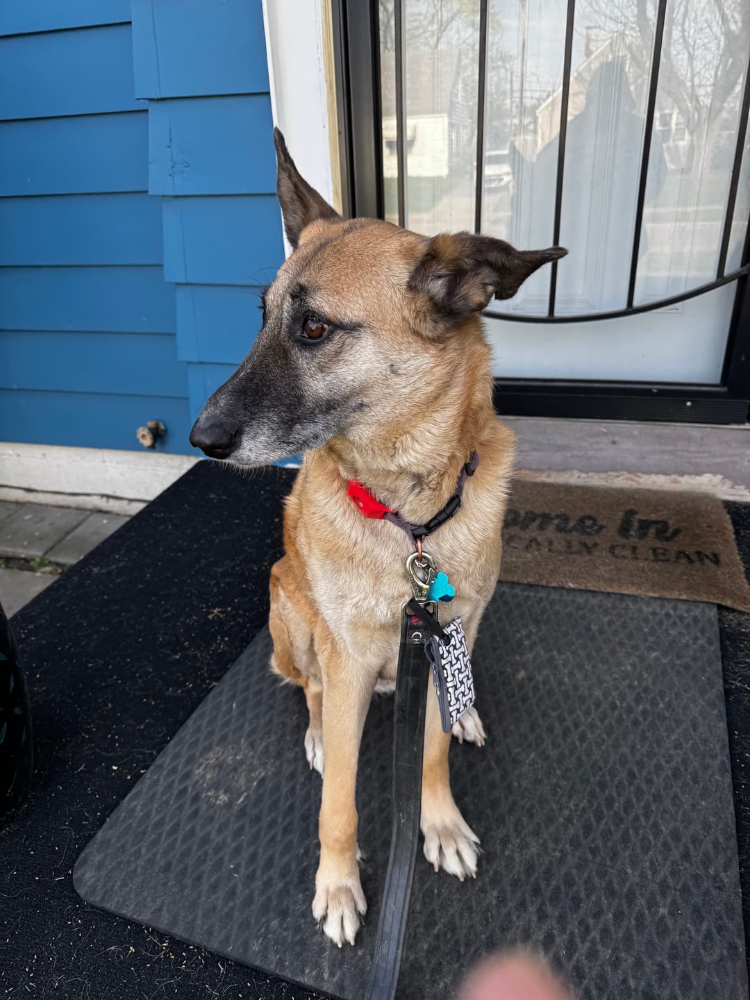 Customer photo review of FurLife™ - Natural Pheromone Calming Collar