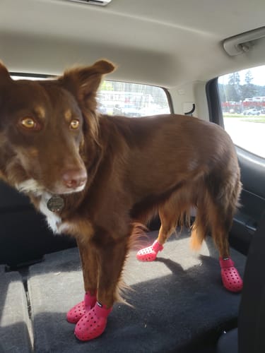 Customer photo review of WagWellies® Mojave