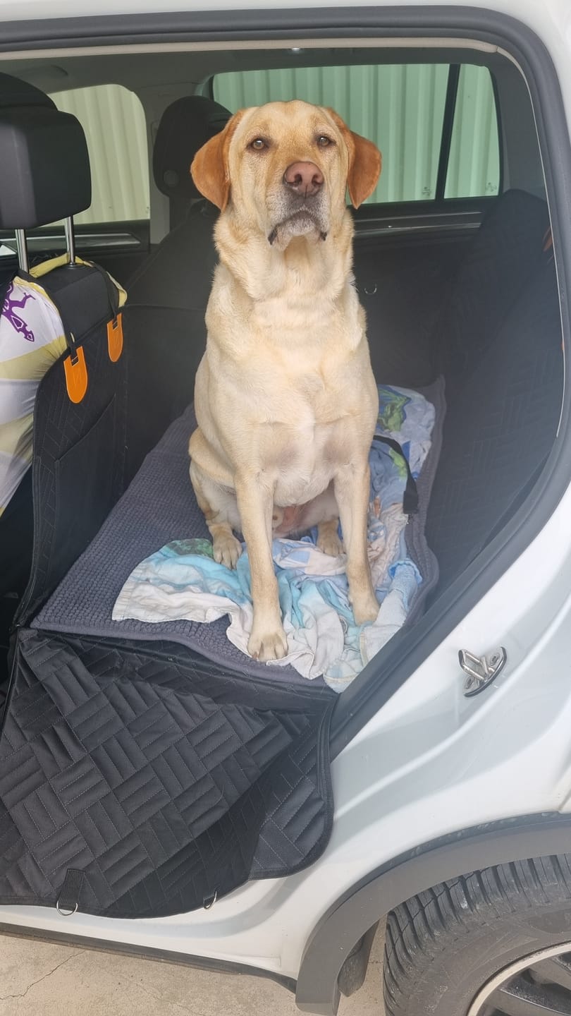 Customer photo review of Extension de siège arrière pour chien