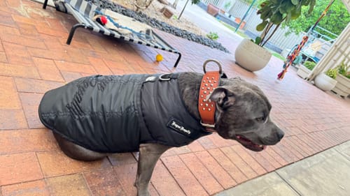 Customer photo review of Rogue Active Dog Jacket - 'BLACK'