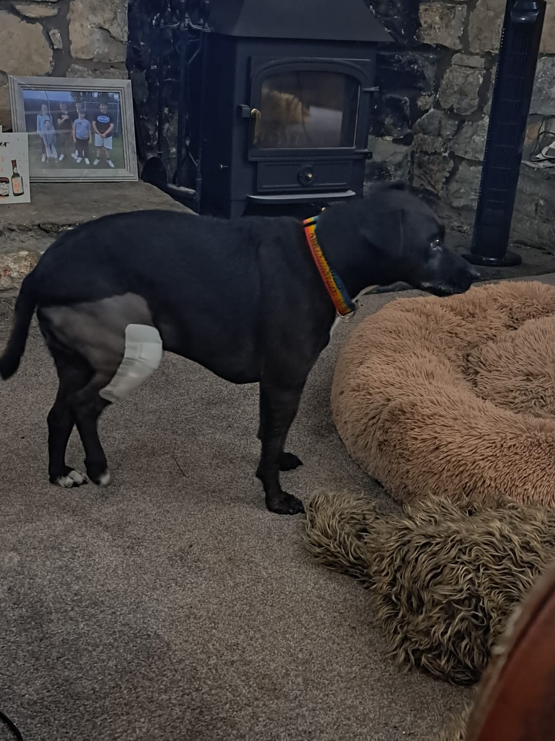 Customer photo review of Green Lipped Mussel Powder For Dogs