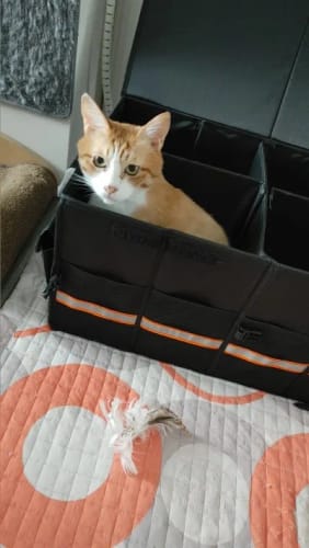 Customer photo review of Delicate Leather Big Trunk Organizer, Cargo Organizer SUV Trunk Storage Waterproof Collapsible Durable Multi Compartments