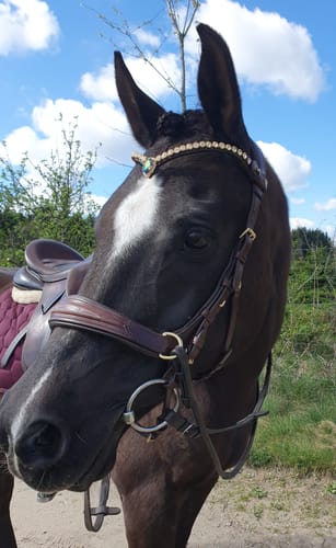Customer photo review of Oliander Multi Bridle - MASEGO bit to bitless system