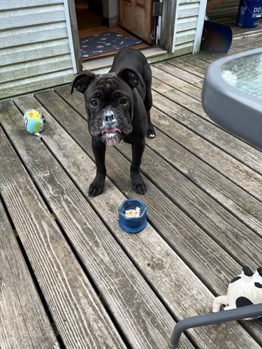 Customer photo review of FreezCup - Long-Lasting Chew Fun