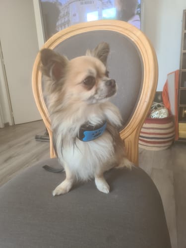 Customer photo review of Collier Anti Aboiement PuppySafe