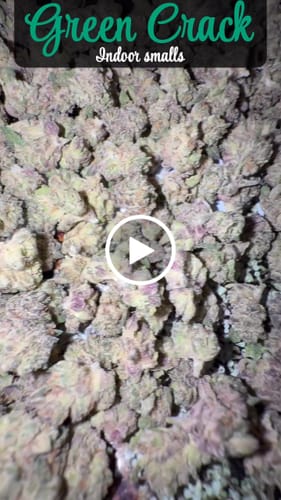 Customer video review of Green Crack THCA Flower