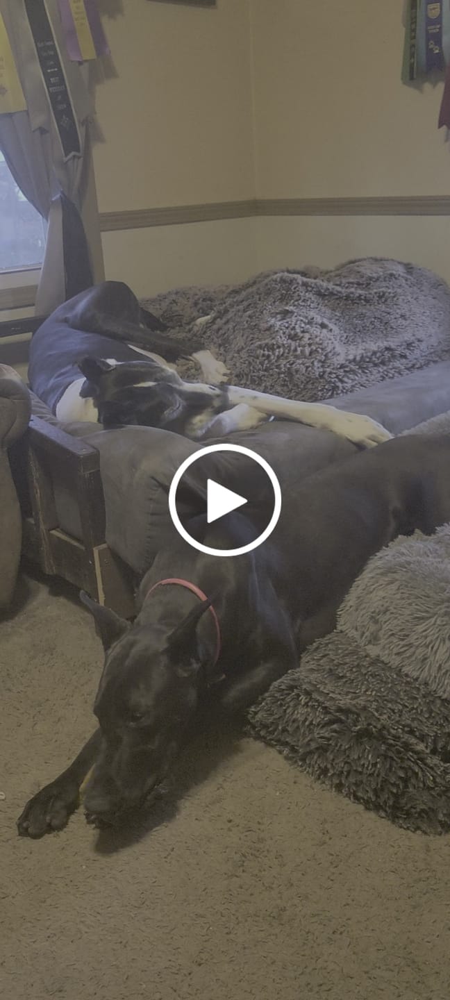 Customer video review of Coconut Yak Chews
