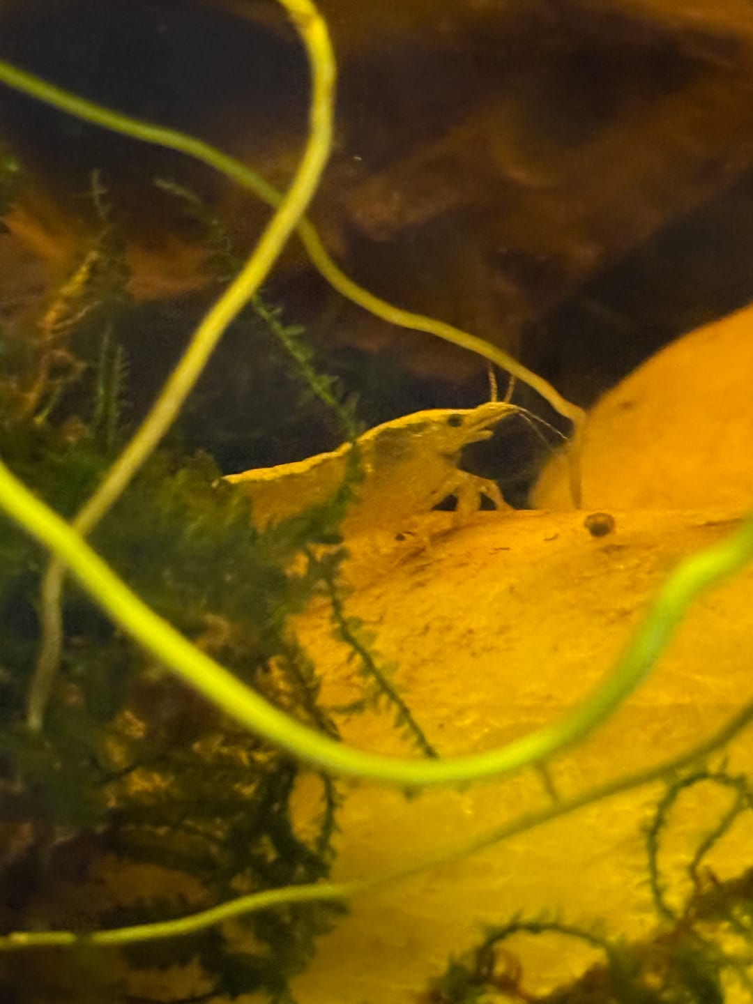 Customer photo review of Neon Yellow Shrimp "NEW"