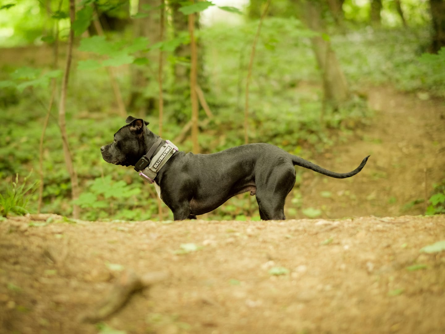 Customer photo review of 5cm Lighter Combat® Collar | With Handle Secure Clip - Purple x Metal Grey